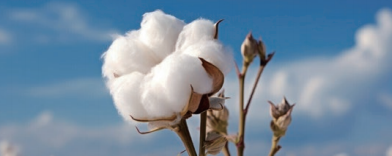 银河集团(galaxy)股份 银河集团(galaxy)股份